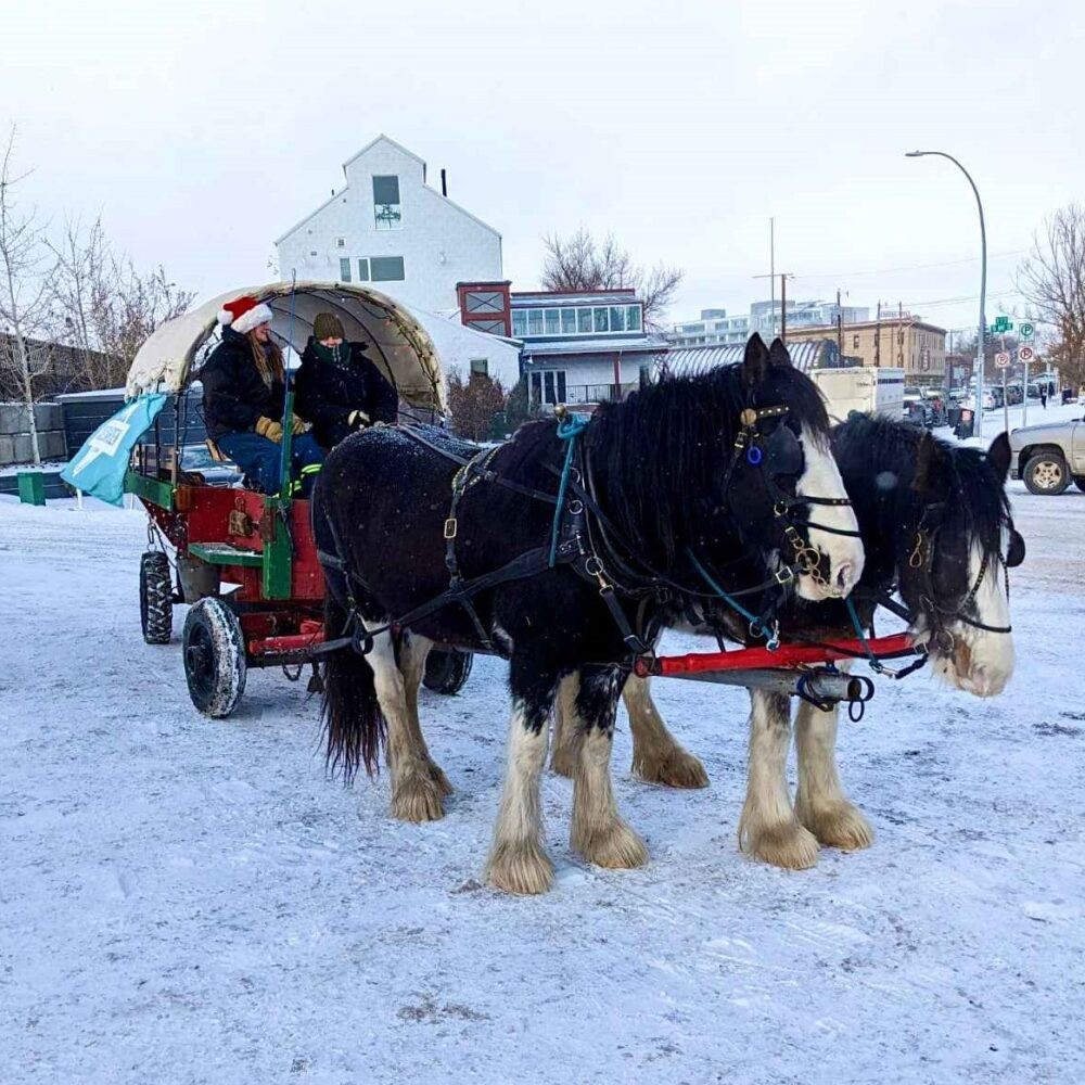 Carriage Ride Photo (1)_11zon