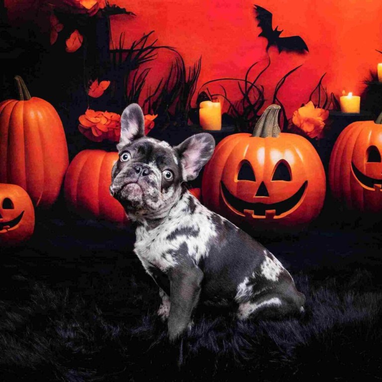 YYC Pup Crawl Puptoberfest Halloween